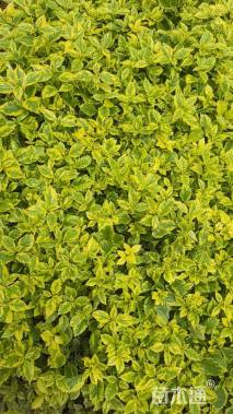 高度20厘米花叶连翘