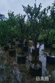 高度200厘米皇帝柑