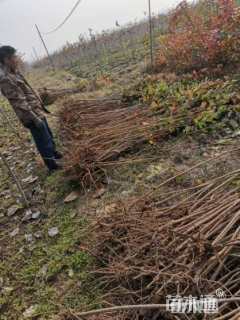 高度100厘米黄栌小苗