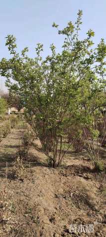 高度200厘米丛生金银木