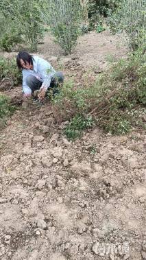 高度60厘米黄刺玫