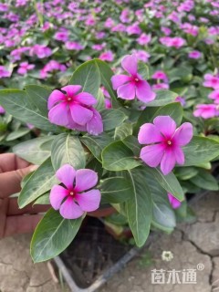 高度20厘米长春花