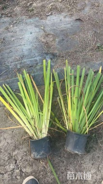 高度60厘米黄菖蒲