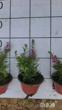 高度15厘米香彩雀