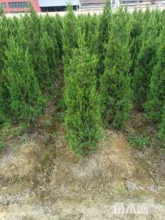 高度180厘米桧柏