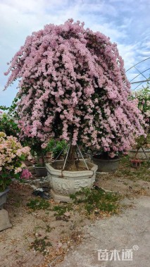 高度200厘米三角梅