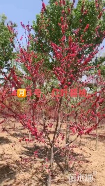 高度250厘米丛生紫荆