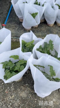 高度35厘米仙羽蔓绿绒