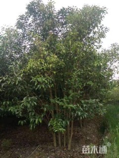 高度500厘米丛生大叶女贞