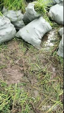 高度40厘米水葱