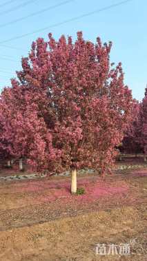 18公分北美海棠