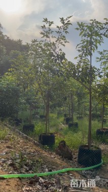 2公分紫花风铃木