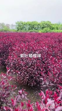 高度80厘米紫叶矮樱球