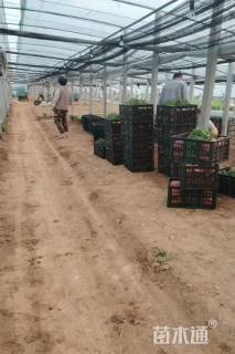 高度25厘米国庆菊