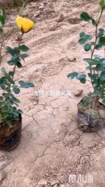 高度35厘米大花月季