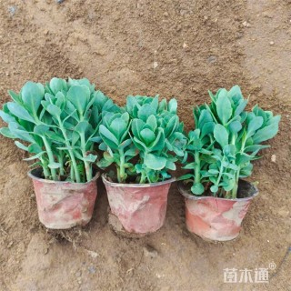 高度30厘米八宝景天