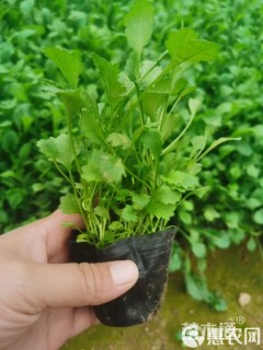 高度10厘米滨菊