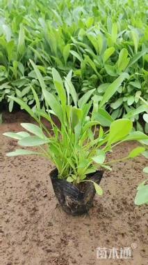 高度15厘米大花金鸡菊