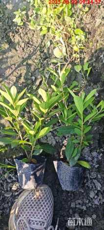 高度20厘米毛鹃