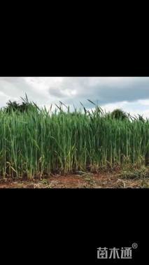 高度60厘米芦苇
