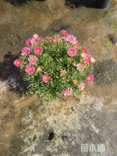 高度30厘米玛格丽特花