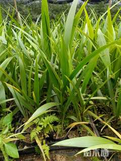 裸干高8厘米皇后葵