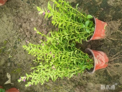 高度20厘米满天星