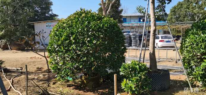 高度150厘米非洲茉莉球