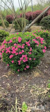 冠幅100厘米春鹃球