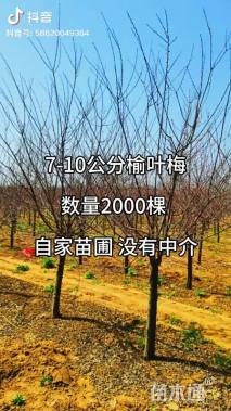 0.5公分榆叶梅