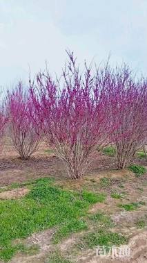 高度120厘米丛生紫荆