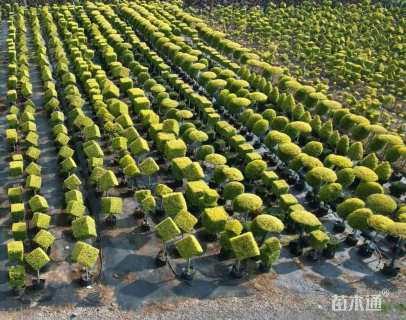 3公分造型亮金女贞