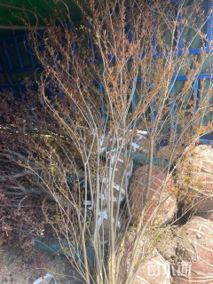 高度200厘米花石榴