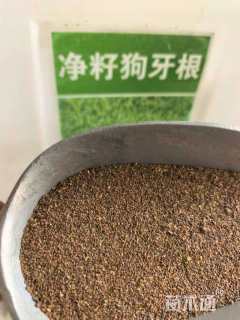 百慕大草种子