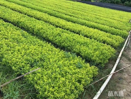 高度20厘米黄叶假连翘