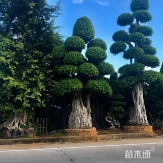 造型小叶榕