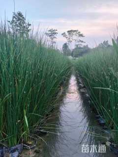 高度50厘米灯心草