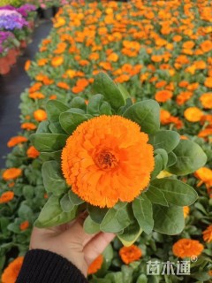 高度20厘米金盏菊
