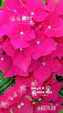 高度34厘米无尽夏绣球