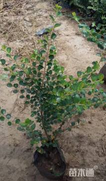 高度50厘米平枝栒子