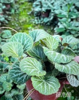 高度30厘米虎耳草