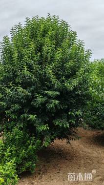 高度500厘米丛生大叶女贞