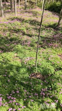 高度25厘米红花酢浆草