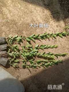 高度30厘米大叶黄杨