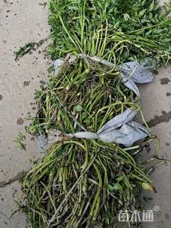 高度50厘米水芹