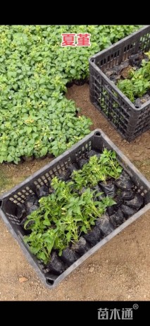 高度10厘米夏堇