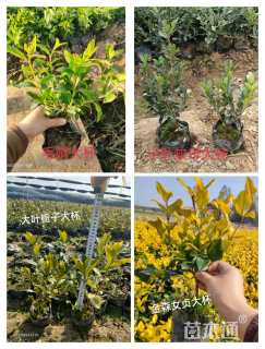 高度25厘米红叶石楠小苗