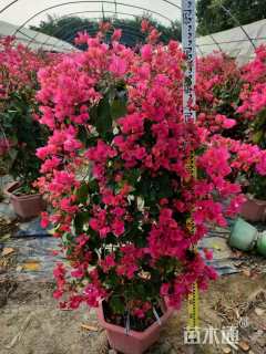 高度120厘米三角梅