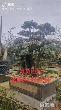 10公分造型金弹子