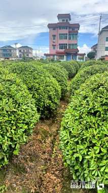 冠幅200厘米海桐球